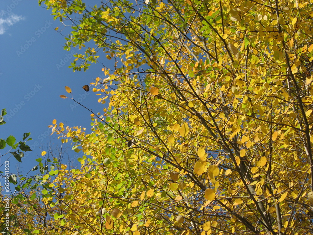 Yellow leaves on a tree against the blue sky.