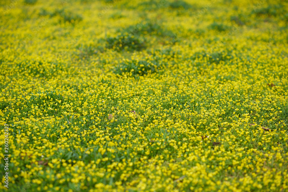 Obraz premium Daisies and spring background