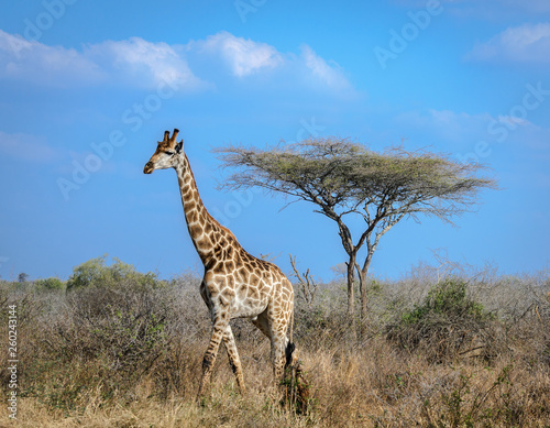 Tall long necked wild animal Giraffe in the African savanna