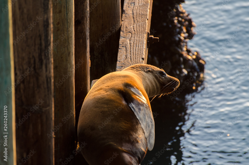 Fototapeta premium Sea Lion on wharf in Santa Cruz at sunset