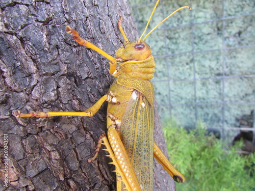 Colorful grasshopper isolated in tree