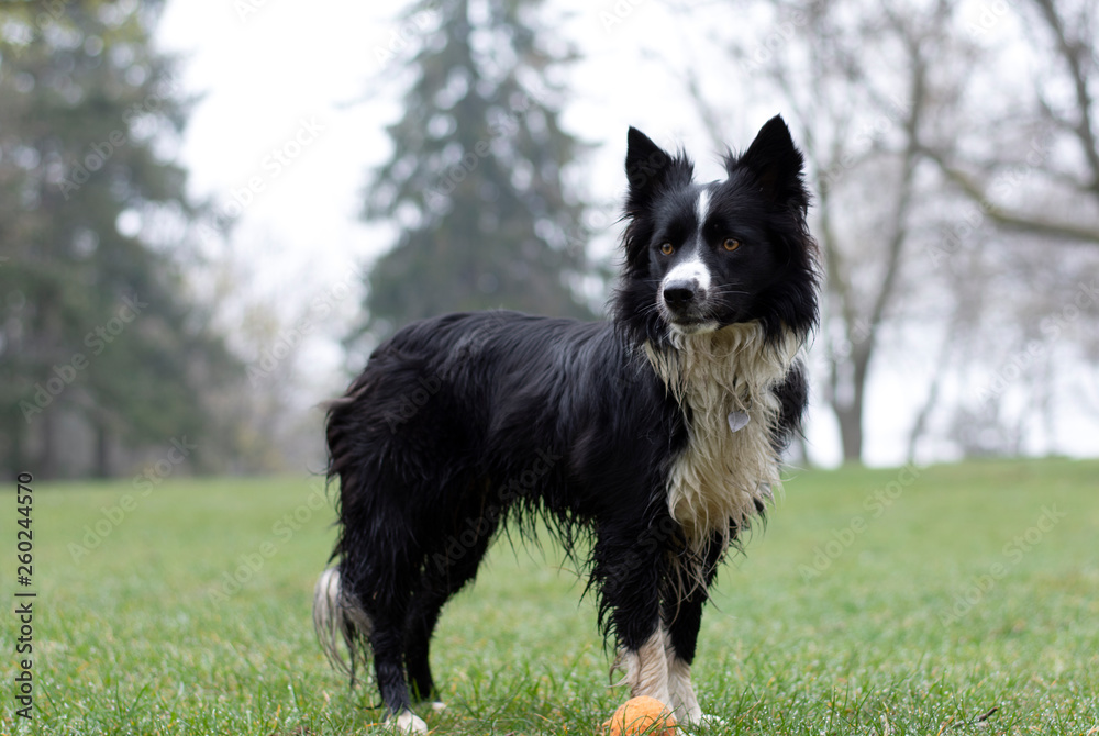 A dirty and wet border collie puppy posing happy in the countryside