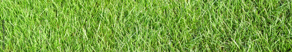 image of grass in the garden image of grass in the garden