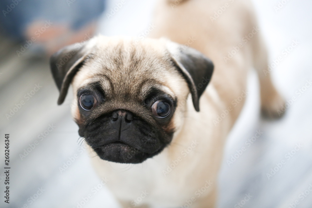 Pug puppy on light background in real interior Pug puppy on light background in real interior