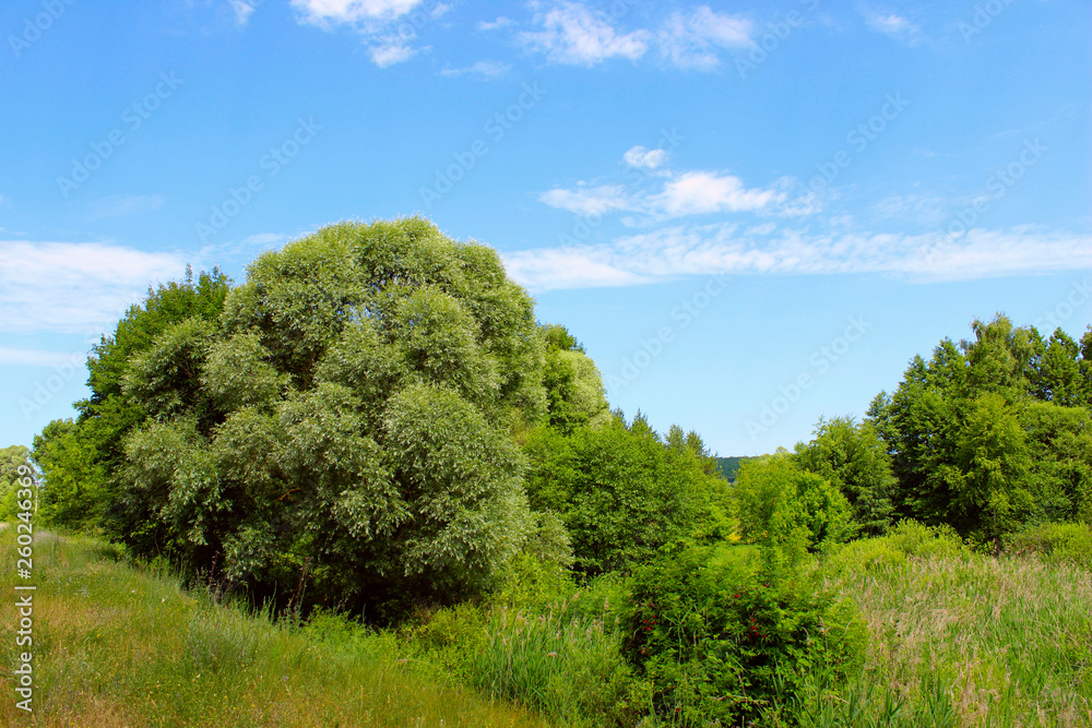 Beautiful Landscape Background.  Green Trees, Meadow Over Blue Sky Background. Landscape Photo - Green Field, Clouds And Blue Sky. Nature, Ecology, Travel Concept.