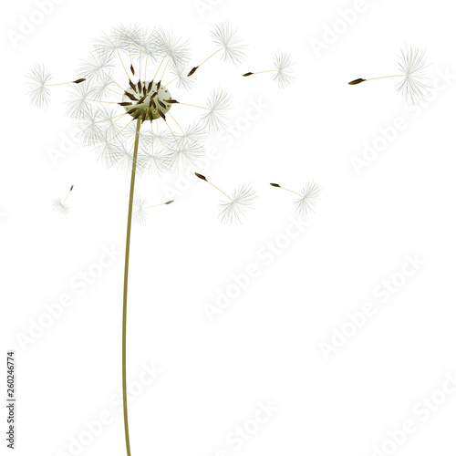 background with dandelions, vector, illustration