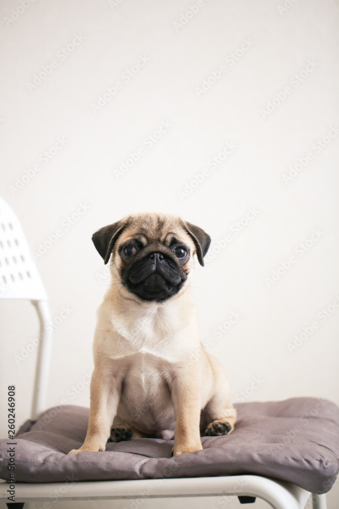 Pug puppy on light background in real interior