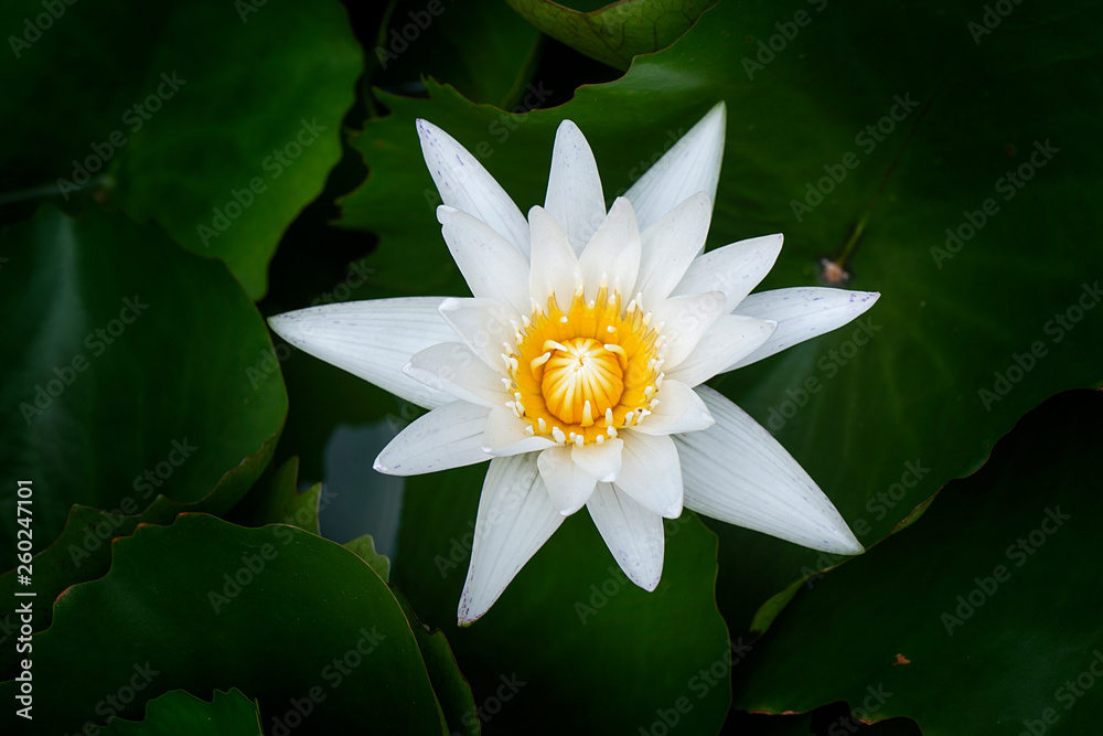 White Waterlily with Green Leaves