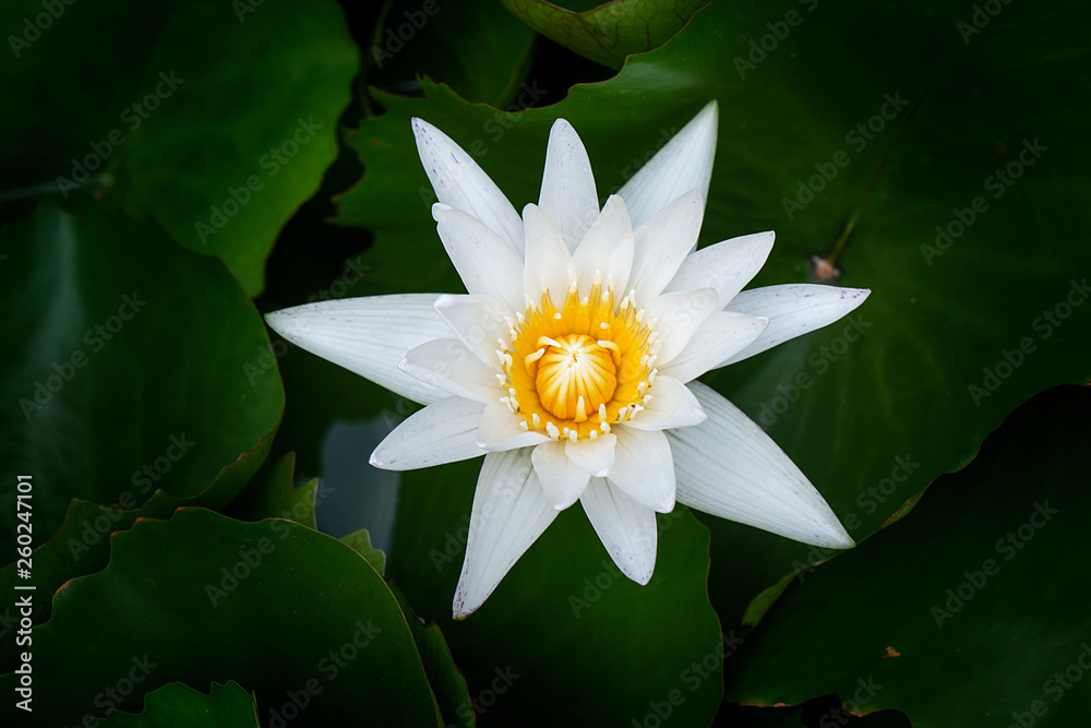 White Waterlily with Green Leaves White Waterlily with Green Leaves