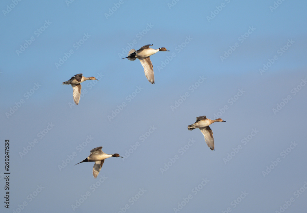 Flock of Common Pintail Ducks