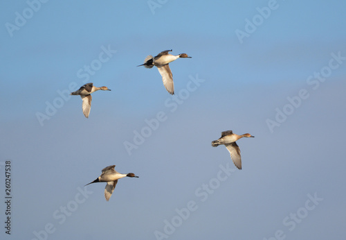 Flock of Common Pintail Ducks