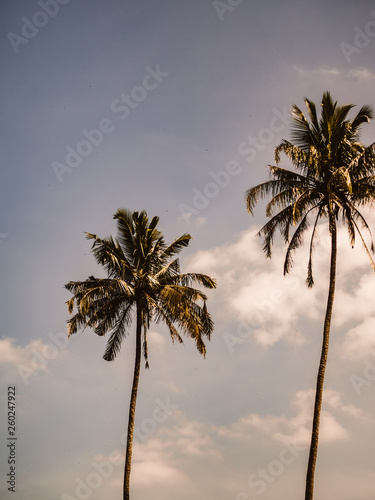 Palm Tree