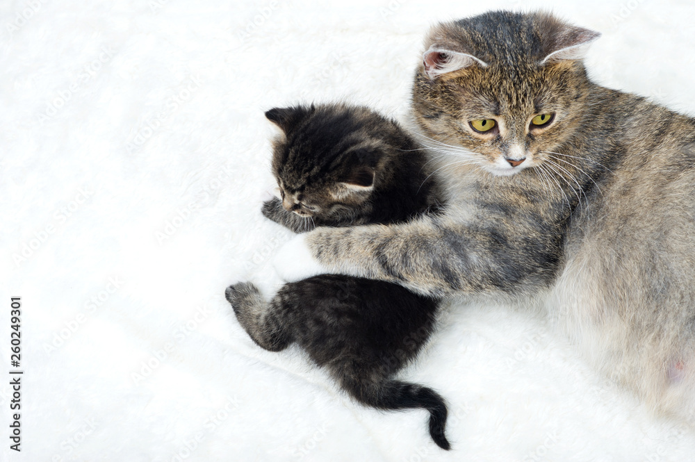 Cat with a small kitten on the white background.