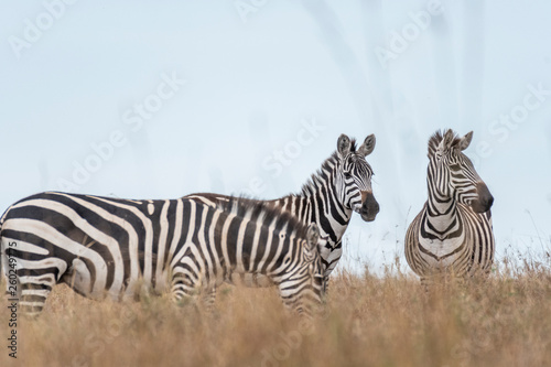 Lonely zebra grazing under storm clouds  Maasai Mara