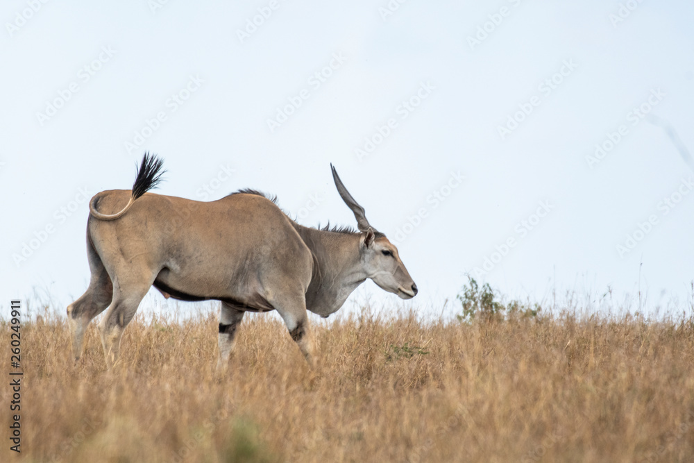 Eland grazing alone in Mara triangle during migration Eland grazing alone in Mara triangle during migration