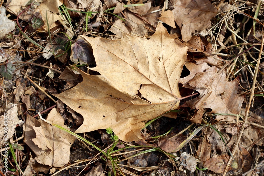A close view of the brown leaf on the ground.