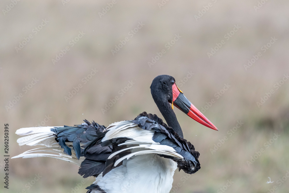 Fototapeta premium Saddle-billed stork opening and closing wings in Maasai Mara triangle