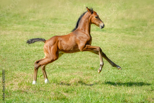 Rhenish Warmblood foal, a German horse breed also called Rheinländer, running fast at a gallop in a meadow, Germany photo