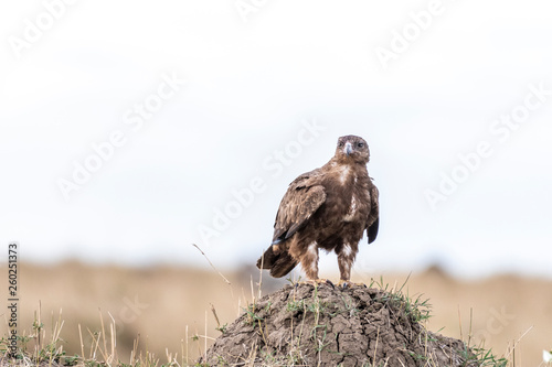 Eagle looking for prey in Maasai Mara