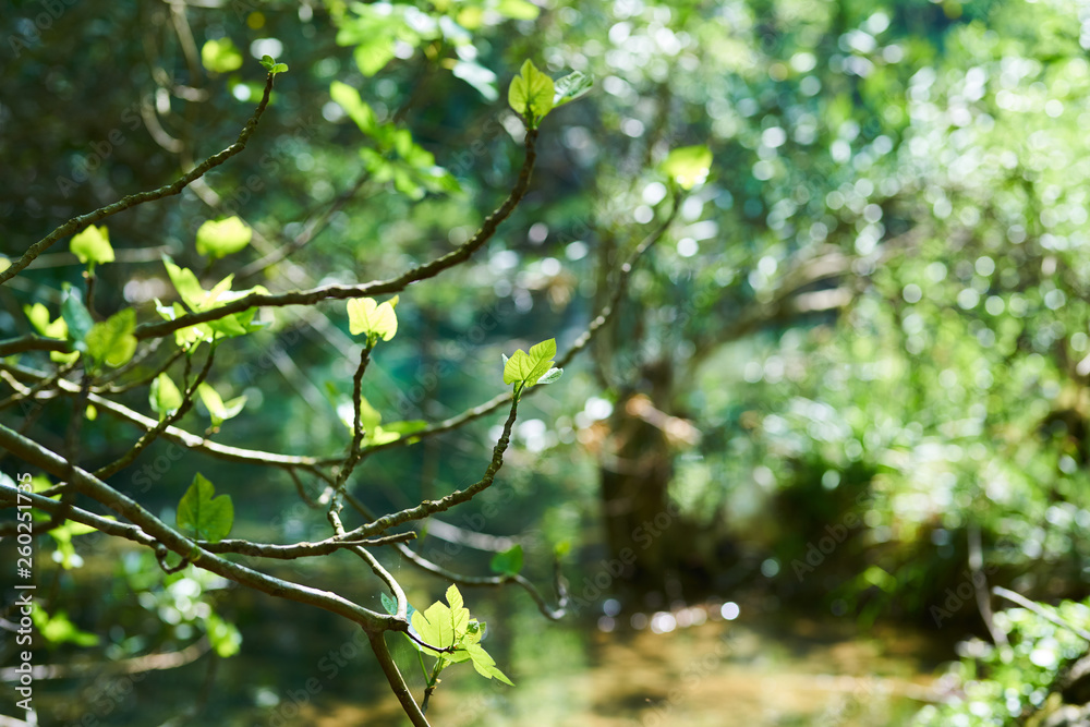 Spring in the forest Spring in the forest