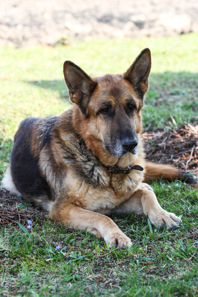 Beautiful view of garden with laying german shepherd dog.