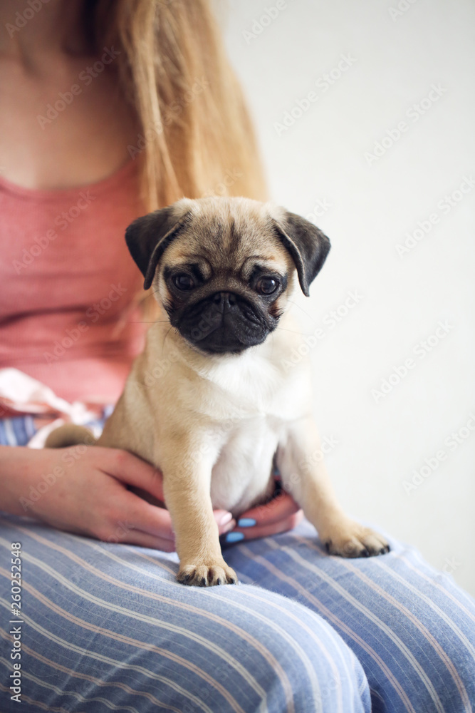 Pug ears up hot sale