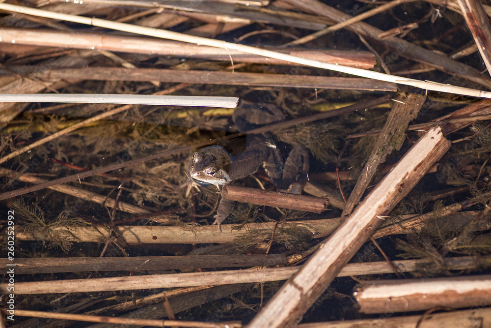 Frog basks in the sun. Spring came. Frog's macro eyes. Frog basks in the sun. Spring came. Frog's macro eyes.
