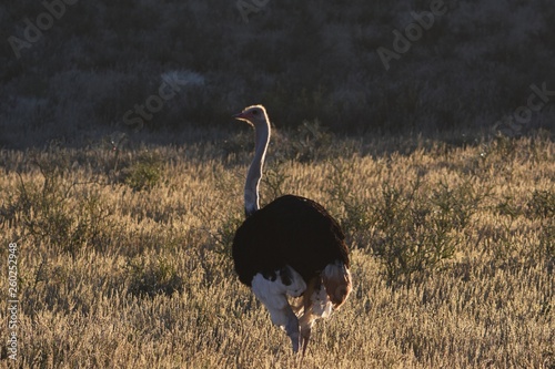 Vogel Strauß (struthio camelus) im Kgalagadi Transfrontier National Park.  photo