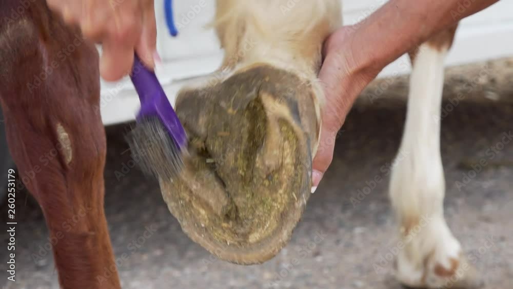 Cleaning debris out of horses foot. Follow the V pattern in the foot