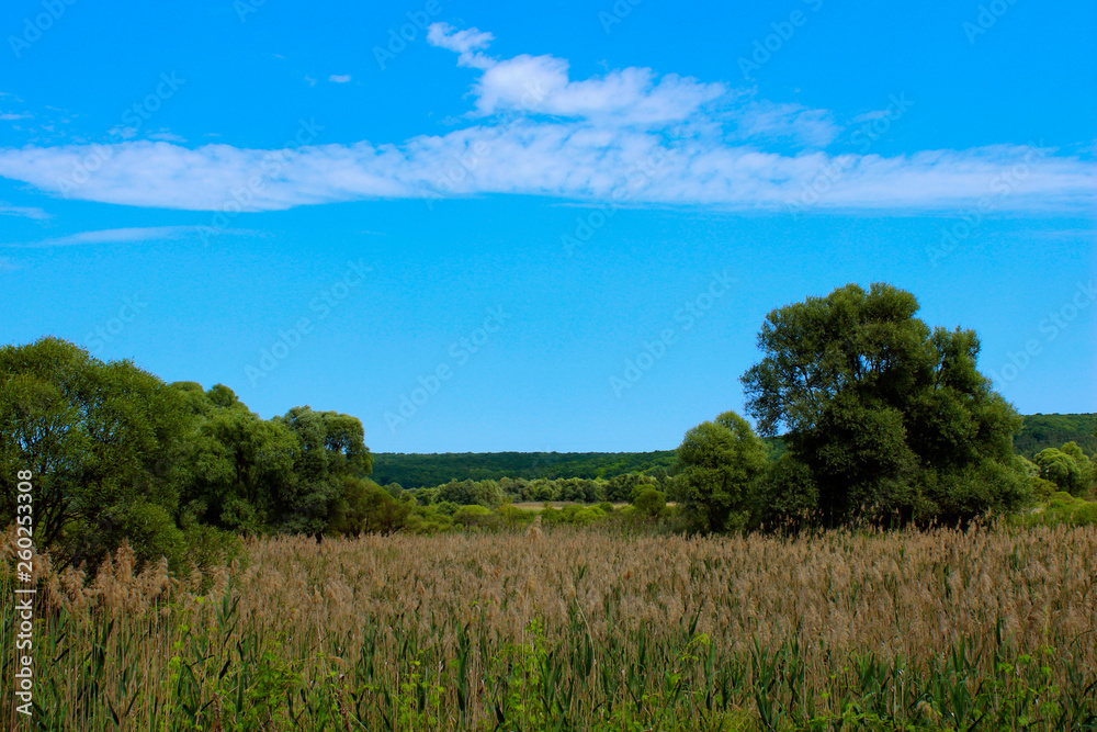 Beautiful Landscape Background.  Green Trees, Meadow Over Blue Sky Background. Landscape Photo - Green Field, Clouds And Blue Sky. Nature, Ecology, Travel Concept.