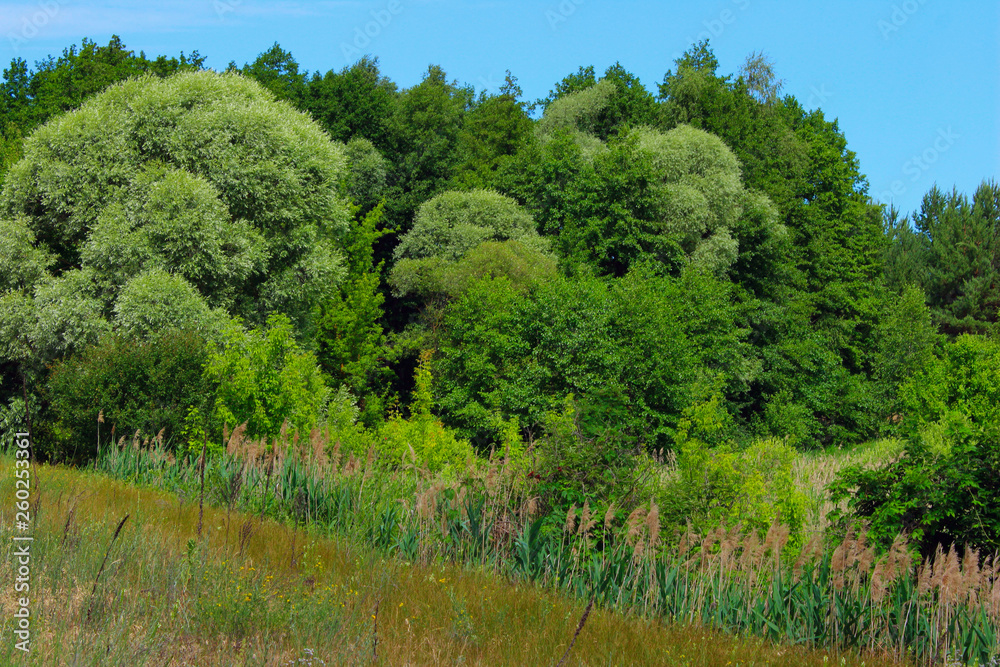 Fototapeta premium Beautiful Landscape Background. Green Trees, Meadow Over Blue Sky Background. Landscape Photo - Green Field, Clouds And Blue Sky. Nature, Ecology, Travel Concept.