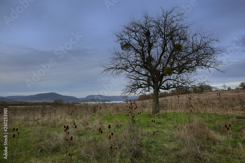 A lonely bare tree on a field in a moody grey landscape with a grey sky with clouds spring in Crimea