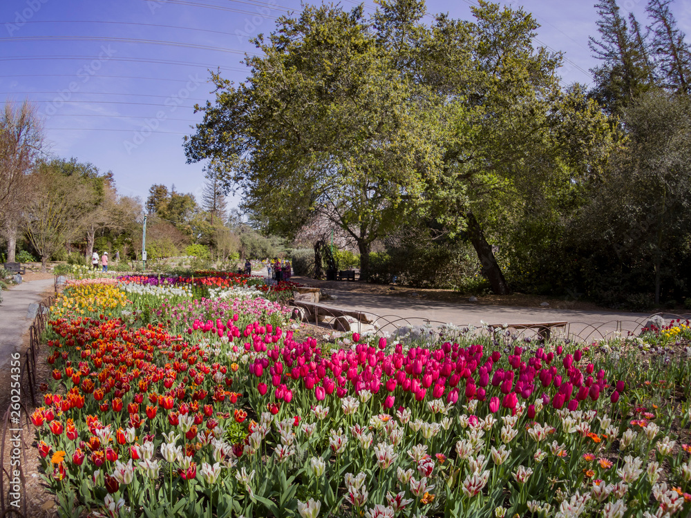 Beautiful tulips blossom in a sunny day at Descanso Garden