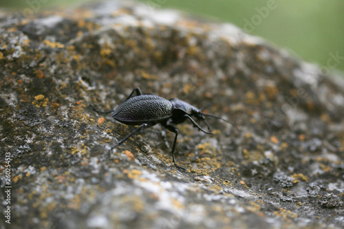 Crimean ground beetle, Сarabus (Procerus) scabrosus tauricus photo