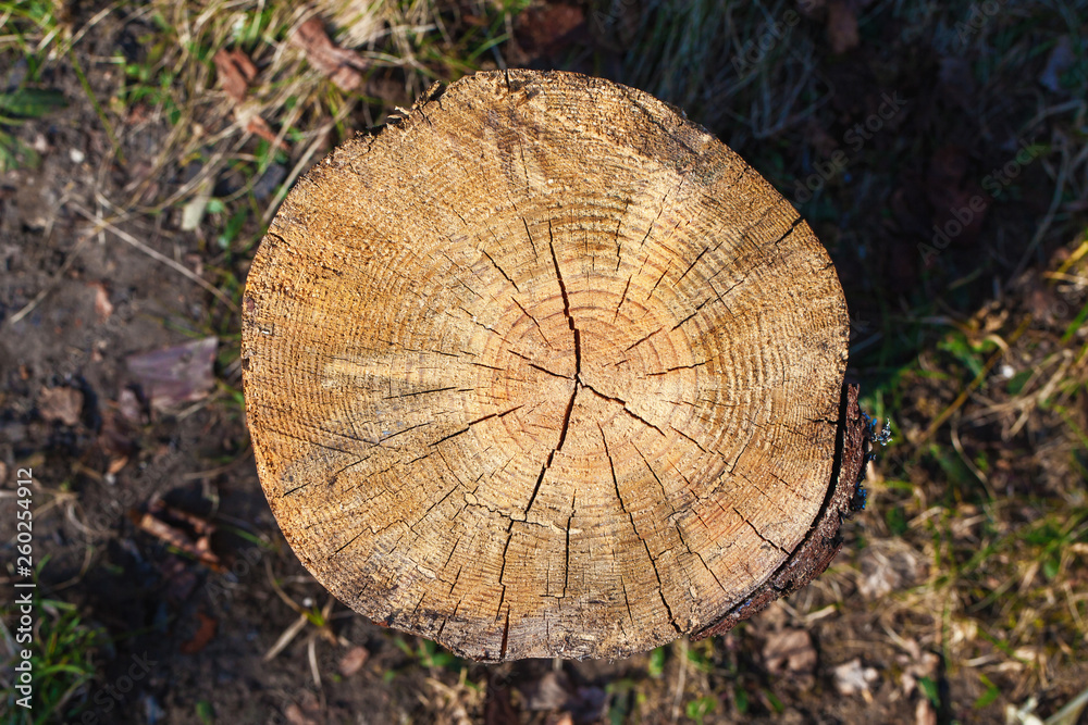 Fototapeta premium Wood tree cross section slice texture.