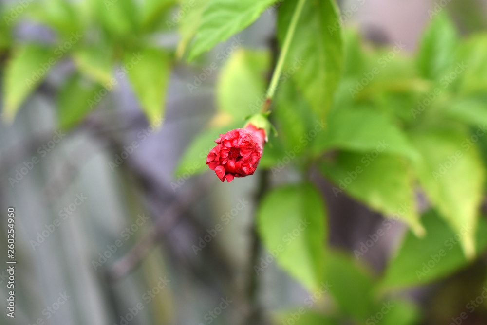 The new rose buds grow with the stems extending The new rose buds grow with the stems extending