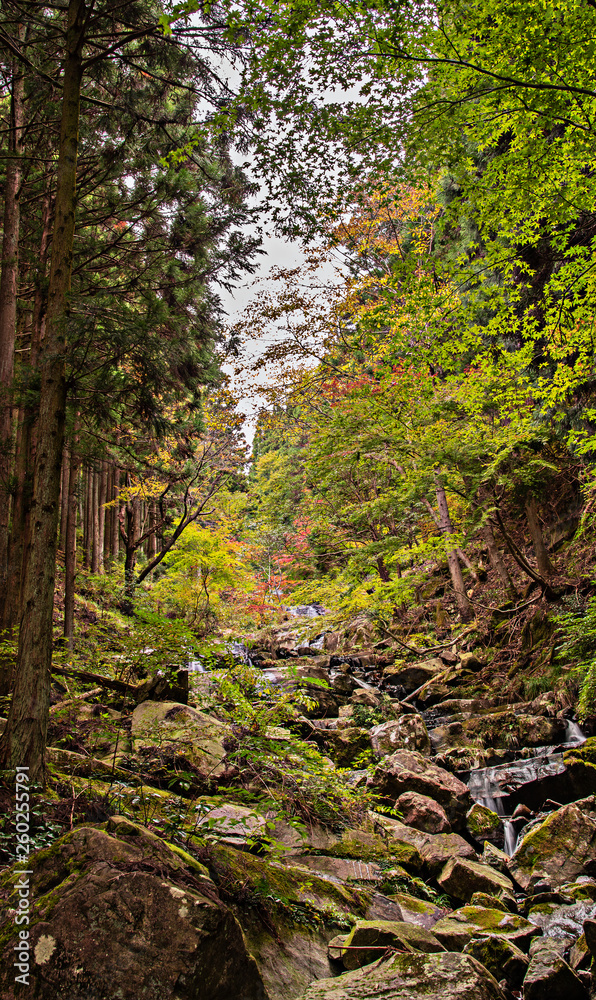 Obraz premium 兵庫県・自然林、渓流の始まり