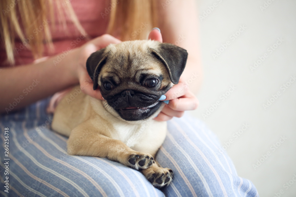 pug puppy in hands of child, close-up, lifestyle