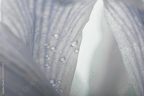 macro petals orchid background / summer floral background, flower petals texture, macro details