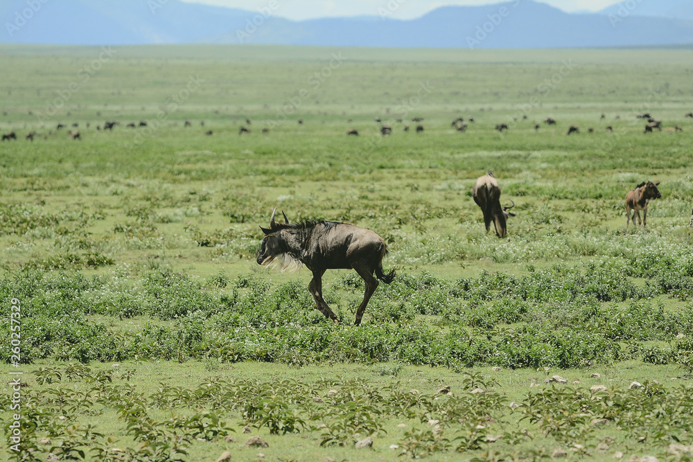 Landscape with animal in Ngorongoro Tanzania