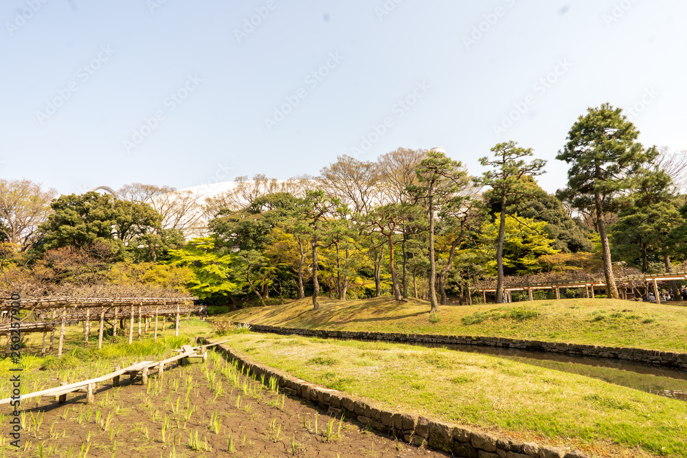 Naklejka premium 春の小石川後楽園