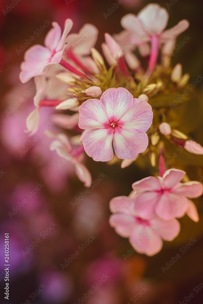 Pink summer flowers. Beautiful flowers . Live flowers.