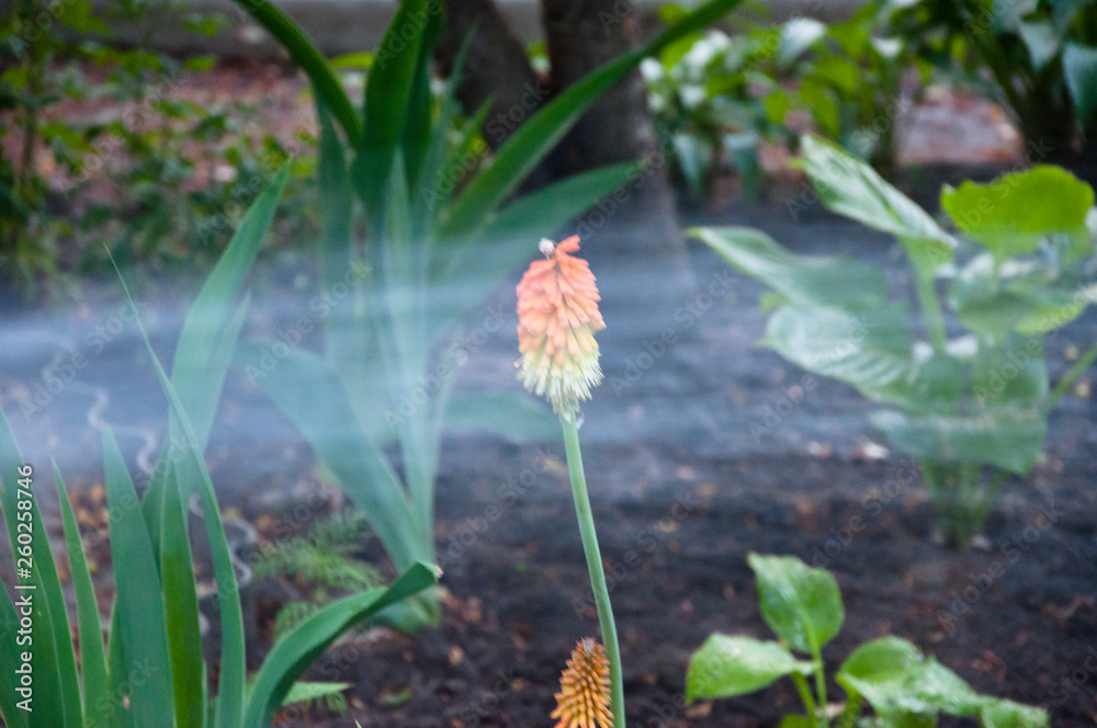 spring. nature and environment. watering summer garden. water for flower of knofofiya flowerbed. Kniphophia called tritoma. Kniphofia flower. villatic holiday season. Working in green environment spring. nature and environment. watering summer garden. water for flower of knofofiya flowerbed. Kniphophia called tritoma. Kniphofia flower. villatic holiday season. Working in green environment