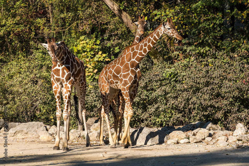 Obraz premium The giraffe, Giraffa camelopardalis is an African mammal