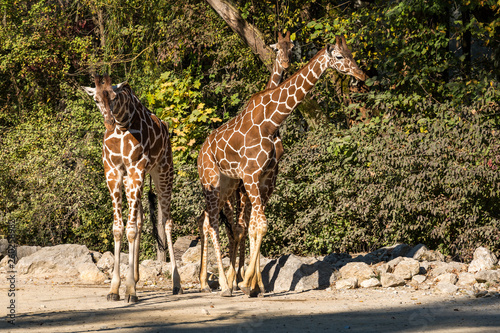 The giraffe  Giraffa camelopardalis is an African mammal