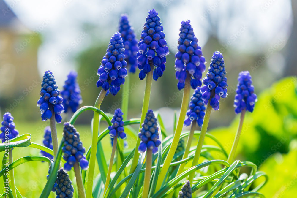 beautiful blue flowers on a meadow beautiful blue flowers on a meadow