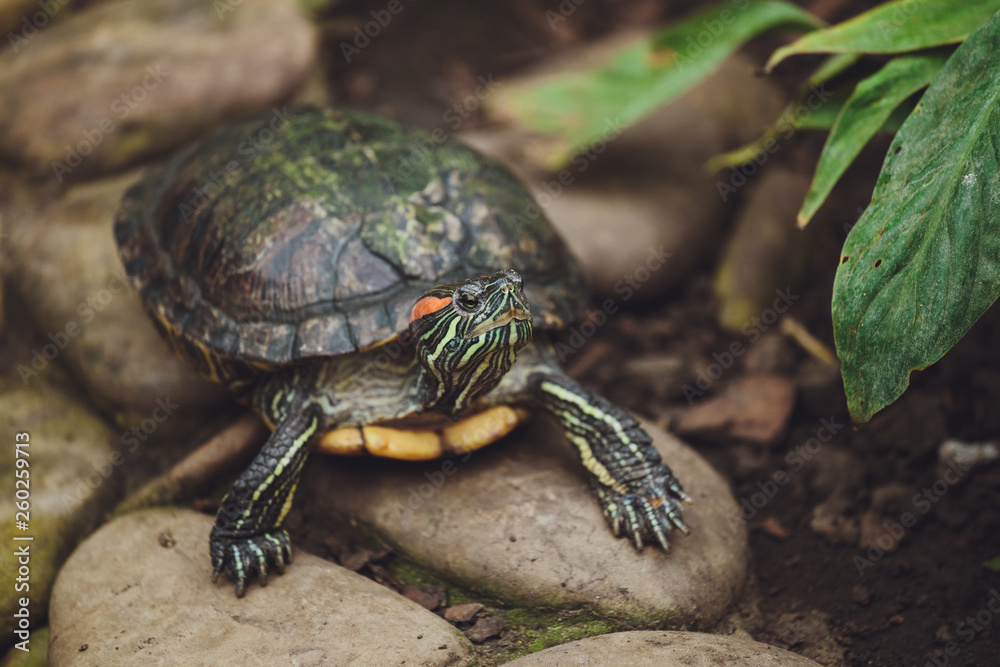 Beautiful turtle lies on the stones. Close-up Beautiful turtle lies on the stones. Close-up