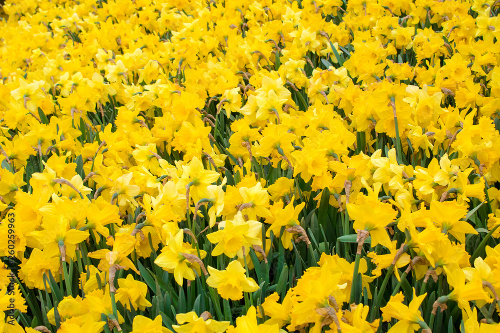 Beautiful colorful tulips and daffodils fields in Netherlands