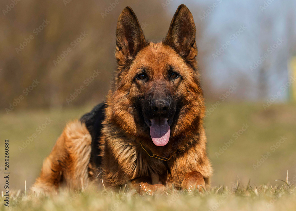 shepherd dog lying in the grass shepherd dog lying in the grass