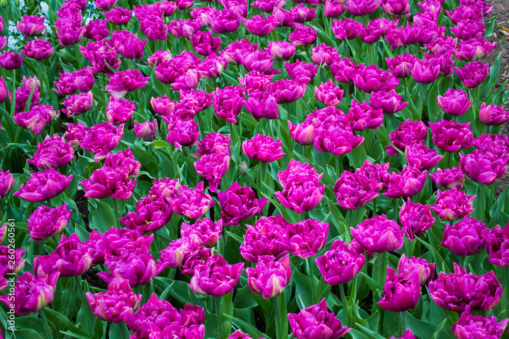 Beautiful colorful tulips and daffodils fields in Netherlands Beautiful colorful tulips and daffodils fields in Netherlands
